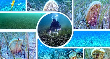 Marmara'nın sessiz koruyucuları: Pinalar ve deniz çayırları 