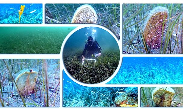 Marmara'nın sessiz koruyucuları: Pinalar ve deniz çayırları 