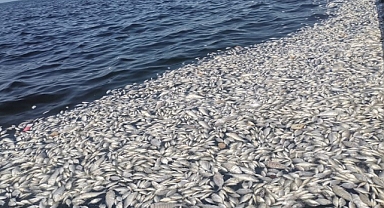 Bakanlık İzmir Körfezi’nde Bulunan Balık Ölümlerine İnceleme Başlattı