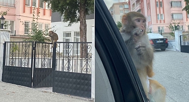 Çorum'da Maymun Saldırısı: Genç Kız Yaralandı