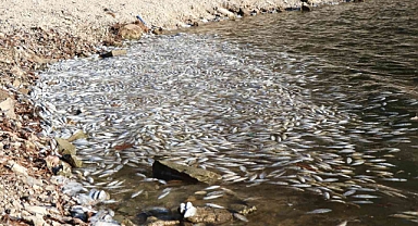 İzmir Körfezi'nde Balık Ölümleri ve Kötü Koku Sorunu Yayılıyor