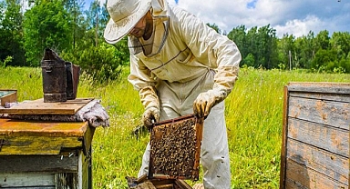 Arılı Kovanlar İçin Devlet Desteği: Başvurular Sürüyor