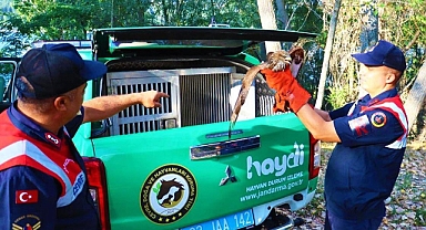 Jandarma Ekipleri Yaralı Hayvanlara Yardım Eli Uzatıyor