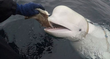 Rus Casusu Hvaldimir'in Ölümü: Gizemli Balina Norveç'te Ölü Bulundu