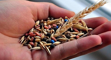 Sertifikalı Tohum Kullanımında Artış: TÜRKTOB'dan Yeni Destekleme Modeli