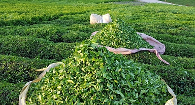 Türkiye Çay Gen Havuzları ile Dünya Çapında Öne Çıkıyor