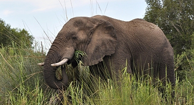 Zimbabve ve Namibya, Kuraklık Nedeniyle Yüzlerce Filin İtlafını Planlıyor
