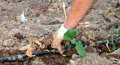 Antalya'da çiftçiler Düden Çayı'ndaki kirlilikten mağdur oluyor