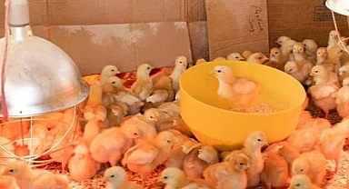 Bilim İnsanları, Yumurtasız Civciv Büyütmeyi Başardı