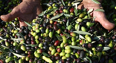 Marmarabirlik zeytin alım fiyatlarını artırdı