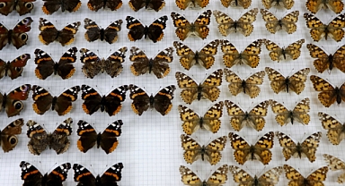 Türkiye'de 13 bin 404 farklı canlı türü keşfedildi