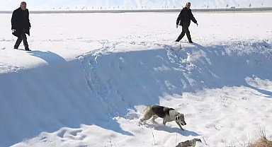 Başıboş köpek saldırısında ölen çocuk olayında son gelişme!