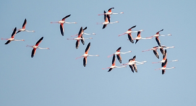 Türkiye’nin en kalabalık kuş türü: Sakarmeke
