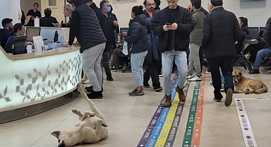 Sağlık kuruluşlarında sahipsiz hayvanlar için yeni düzenleme 