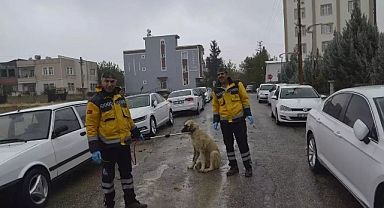 Adıyaman'da kuduz alarmı: Köseceli beldesi karantinaya alındı!