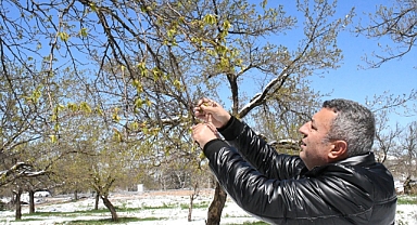 Türkiye tarımında don felaketi: Kayısıdan elmaya, büyük kayıp