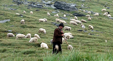  Besicilerle çobanlar arasında ücret krizi: 100 bin TL istiyorlar!