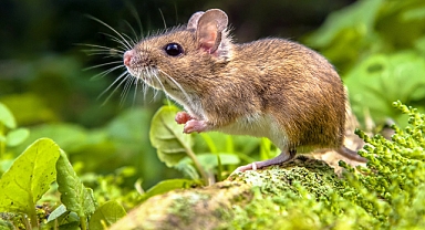 Farelerden bulaşan ölümcül bakteri tespit edildi!