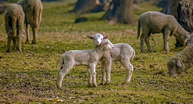 Hayvancılığı sessizce tehdit eden tehlike: Zehirli bitkiler