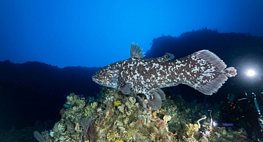  Milyon yıllık gizem aydınlandı: Canlı dinazor balığı ilk kez görüntülendi!