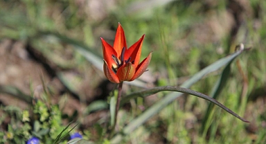 Senede bir kez açıyor, 10 gün yaşıyor: Manisa Lalesi