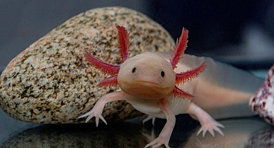 İnsan uzuvları yeniden büyüyebilir mi?