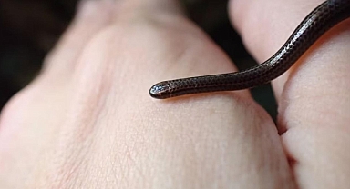 Nesli tükendi sanılıyordu, kayanın altında ortaya çıktı