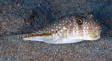 Balon balığı avcılığına verilen destek artırıldı: Tehlikeli tür başına 35 TL ödenecek