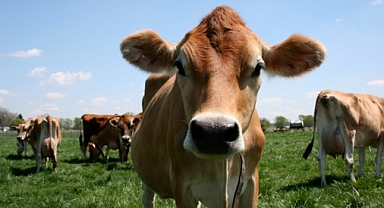 Jersey sütünü diğer sütlerden ayıran nedir?