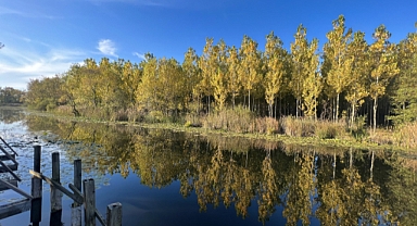 Türkiye’nin saklı doğa hazinesi: Longoz ormanları