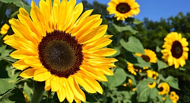 Ayçiçeğinde gümrük vergisi indirildi, fiyatlar düştü; çiftçiler tepkili