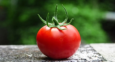  Genetiği değiştirilmiş domatesle D vitamini takviyesi mümkün mü?