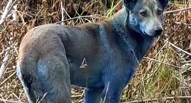 Çernobil’de “Mavi köpekler” görüldü: Bilim insanları nedenini araştırıyor