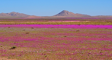 Dünyanın en kurak çölü renk cümbüşüne büründü
