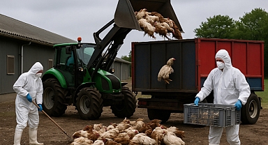 Kuş gribi Almanya genelinde yayılıyor!