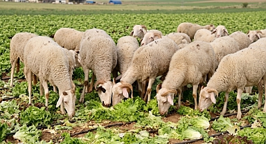 Bakanlıktan “marullar koyunlara yem edildi” iddiasına yalanlama